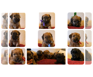 Soft Coated Wheaten Terrier Litter for sale in SANTA SUSANA, CA, USA