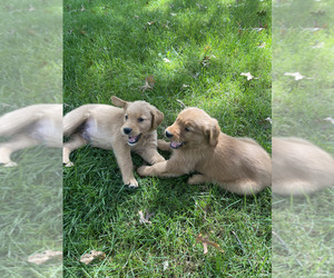 Golden Retriever Litter for sale in NEW COLUMBIA, PA, USA
