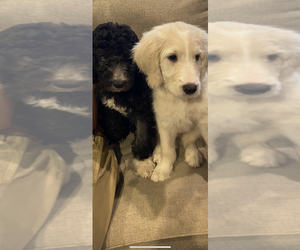 Goldendoodle-Poodle (Standard) Mix Litter for sale in HOGANSVILLE, GA, USA
