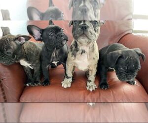 French Bulldog Litter for sale in KENDALL, FL, USA