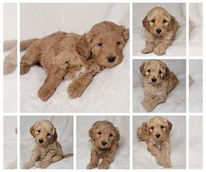 Goldendoodle (Miniature) Litter for sale in HARRODSBURG, KY, USA