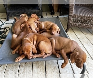 Vizsla Litter for sale in RALEIGH, NC, USA
