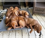 Small Photo #1 Vizsla Puppy For Sale in RALEIGH, NC, USA