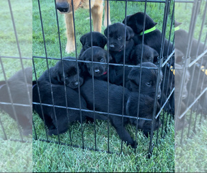 Golden Labrador Litter for sale in RIGBY, ID, USA