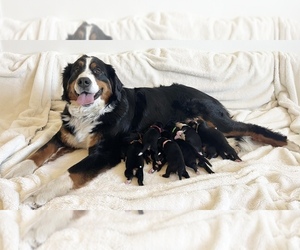 Bernese Mountain Dog Litter for sale in POCATELLO, ID, USA