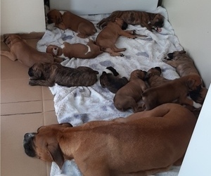 Boxer Litter for sale in GOLDEN, CO, USA
