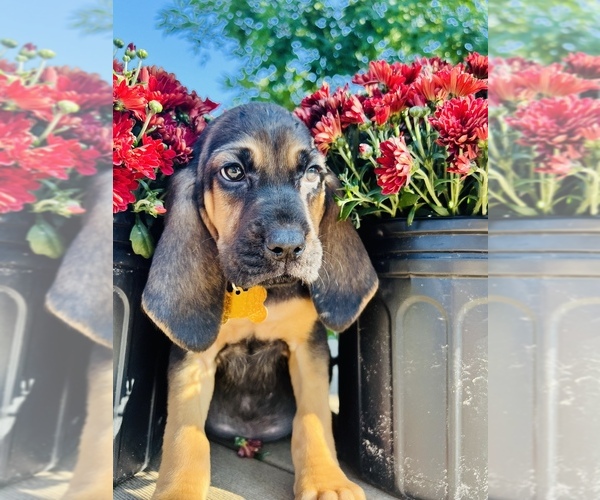 Medium Photo #1 Bloodhound Puppy For Sale in BARRYTON, MI, USA