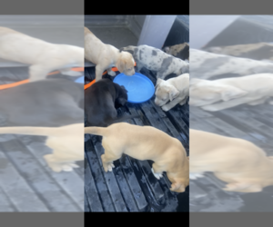 American Bully Litter for sale in PERRIS, CA, USA