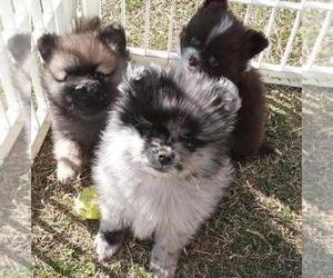 Pomeranian Litter for sale in DECATUR, TX, USA
