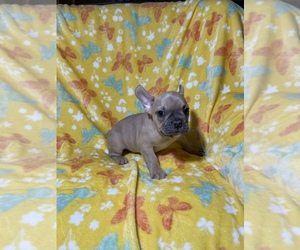 French Bulldog Litter for sale in CARROLLTON, TX, USA