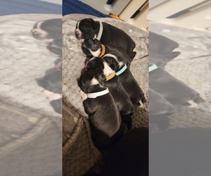 Boston Terrier Litter for sale in PAMPA, TX, USA