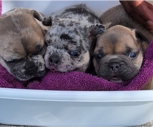 French Bulldog Litter for sale in WEST PALM BEACH, FL, USA
