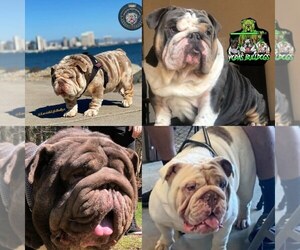 English Bulldog Litter for sale in BAKERSFIELD, CA, USA