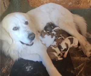 Border Collie-Great Pyrenees Mix Litter for sale in BOISE, ID, USA