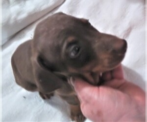 Doberman Pinscher Litter for sale in VANCOUVER, WA, USA