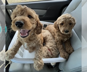 Doodle-Goldendoodle Mix Litter for sale in BILOXI, MS, USA