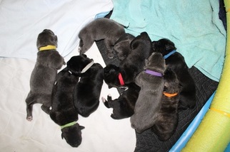 Cane Corso Litter for sale in ABERDEEN, MS, USA