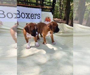 Boxer Litter for sale in GOLDEN, MO, USA