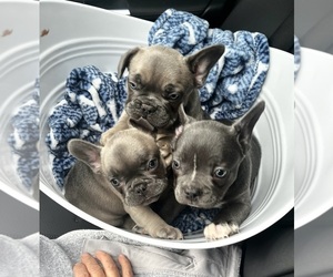 French Bulldog Litter for sale in RENO, NV, USA