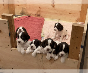 English Springer Spaniel Litter for sale in BARABOO, WI, USA