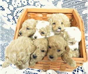 Goldendoodle (Miniature) Litter for sale in GROVESPRING, MO, USA