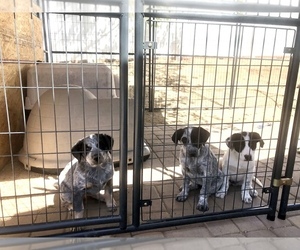 Australian Cattle Dog-Border Collie Mix Litter for sale in PASO ROBLES, CA, USA