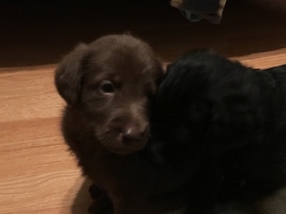 Labradoodle Litter for sale in QUEEN CREEK, AZ, USA