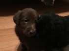Small Photo #1 Labradoodle Puppy For Sale in QUEEN CREEK, AZ, USA