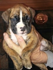 Boxer Litter for sale in OAK VIEW, CA, USA