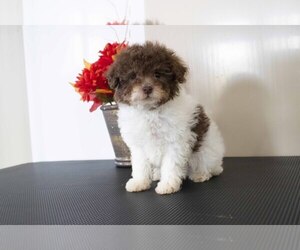 Poodle (Miniature) Litter for sale in MILLERSBURG, OH, USA