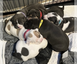American Bully Litter for sale in WHITELAND, IN, USA