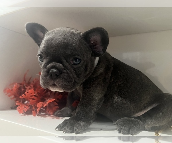 Medium Photo #1 French Bulldog Puppy For Sale in SLIDELL, LA, USA
