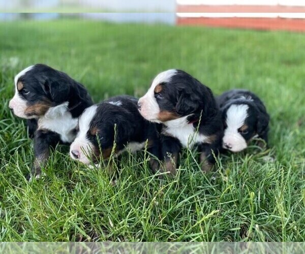 Medium Photo #1 Bernese Mountain Dog Puppy For Sale in BOUNTIFUL, UT, USA