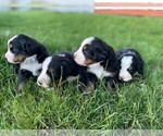 Small Photo #1 Bernese Mountain Dog Puppy For Sale in BOUNTIFUL, UT, USA