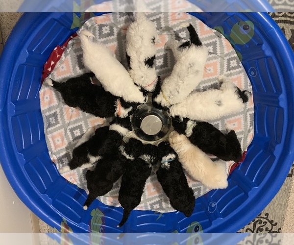 Medium Photo #1 Sheepadoodle Puppy For Sale in GRANT CITY, MO, USA