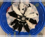 Small Photo #1 Sheepadoodle Puppy For Sale in GRANT CITY, MO, USA