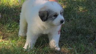 Great Pyrenees Litter for sale in HOPE VALLEY, RI, USA