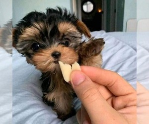 Yorkshire Terrier Litter for sale in MIAMI, FL, USA