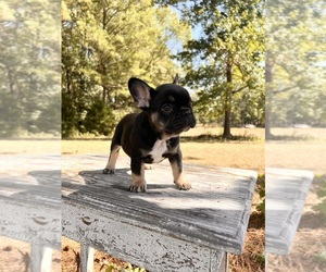 French Bulldog Litter for sale in HAMILTON, GA, USA