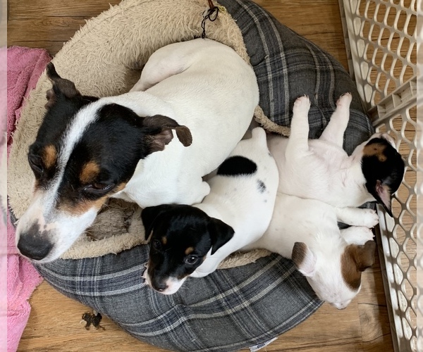 Medium Photo #1 Jack Russell Terrier Puppy For Sale in REBERSBURG, PA, USA