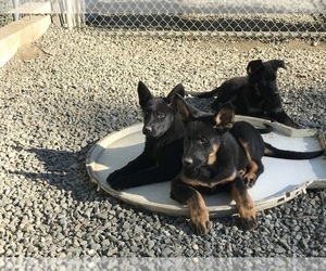 German Shepherd Dog Litter for sale in VACAVILLE, CA, USA