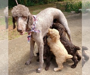 Poodle (Standard) Litter for sale in STATESVILLE, NC, USA