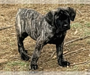Cane Corso Litter for sale in CANTON, OH, USA
