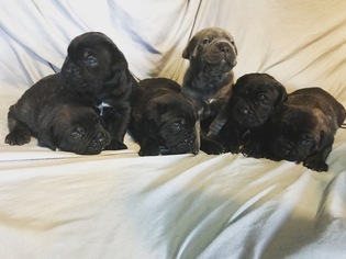Cane Corso Litter for sale in INGLESIDE, TX, USA