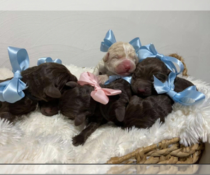 Labradoodle Litter for sale in STREATOR, IL, USA