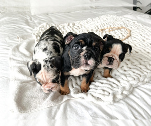 English Bulldog Litter for sale in MURRIETA, CA, USA