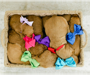 Goldendoodle (Miniature) Litter for sale in LITTLE ROCK, AR, USA