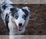 Small Photo #1 Border Collie Puppy For Sale in MOSIER, OR, USA