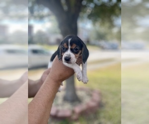 Beagle Litter for sale in HOUSTON, TX, USA