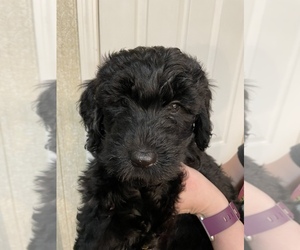 Schnoodle (Giant) Litter for sale in AIKEN, SC, USA